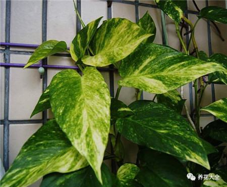 吸收二手烟的植物排名