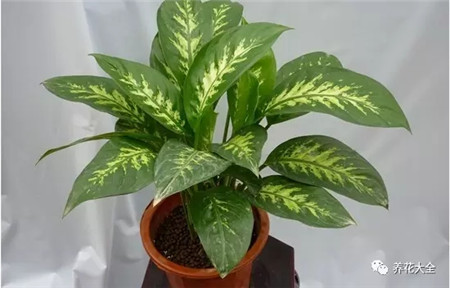 吸收二手烟的植物排名