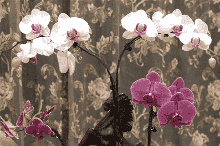 兰花缺素怎么办