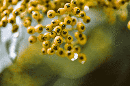 阳台石斛的种植方法图片