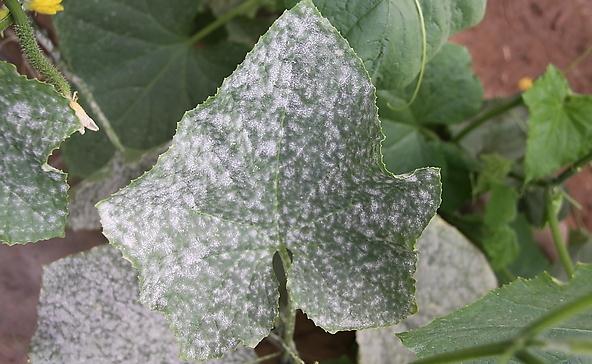 蔬菜有白粉病还能吃吗