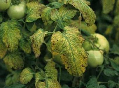 蔬菜有白粉病还能吃吗