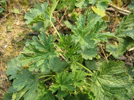 益母草的功效与作用及禁忌副作用