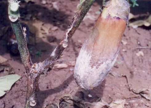 蔬菜有白粉病还能吃吗