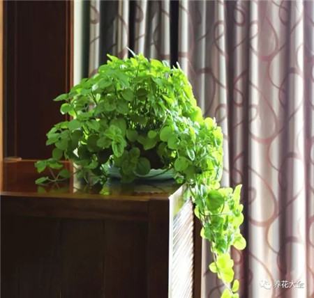 吸收二手烟的植物排名