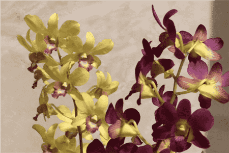 兰花缺素怎么办