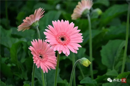 吸收二手烟的植物排名