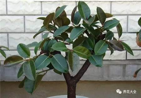 吸收二手烟的植物排名