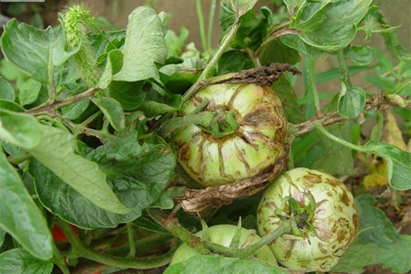 阳台蔬菜常见病白粉病、霉病、黄萎病等蔬菜常见病介绍(蔬菜有白粉病还能吃吗)