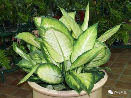 吸收二手烟的植物排名