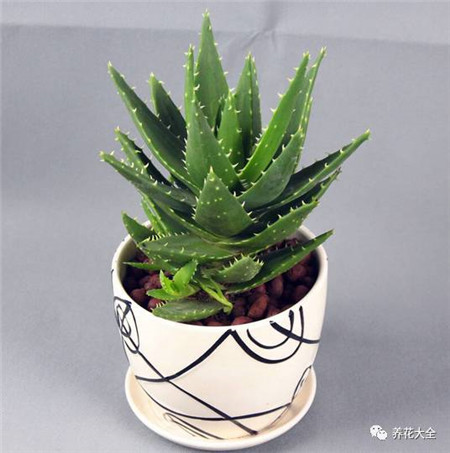 吸收二手烟的植物排名