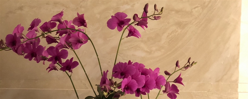 兰花缺肥的症状(兰花缺素怎么办)