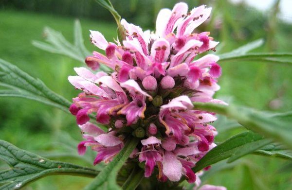 益母草的功效与作用(益母草的功效与作用及禁忌副作用)