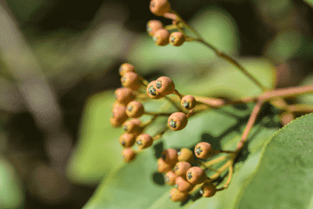 阳台石斛的种植方法图片