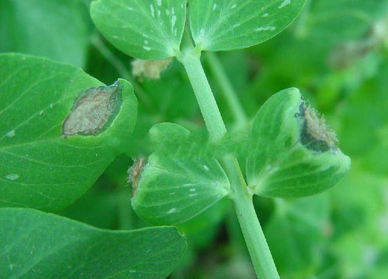 蔬菜有白粉病还能吃吗