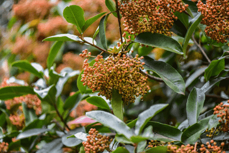 阳台石斛的种植方法图片
