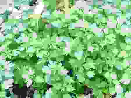 益母草的功效与作用及禁忌副作用