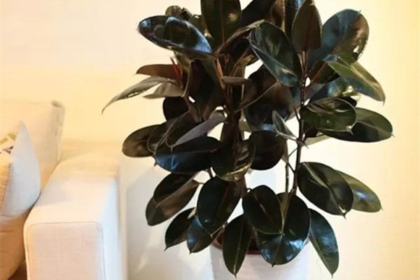 过年拒吸二手烟8款吸烟植物帮你摆脱尼古丁！(吸收二手烟的植物排名)