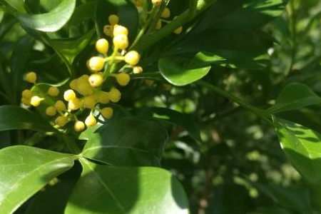 米兰花扦插方法及图解视频