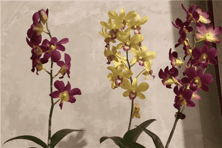 兰花缺素怎么办