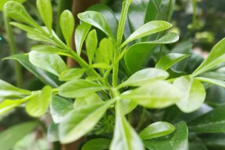 米兰花扦插方法及图解视频