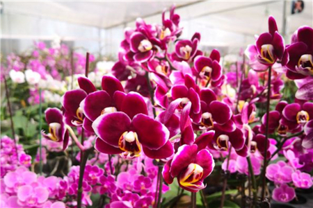 兰花缺素怎么办