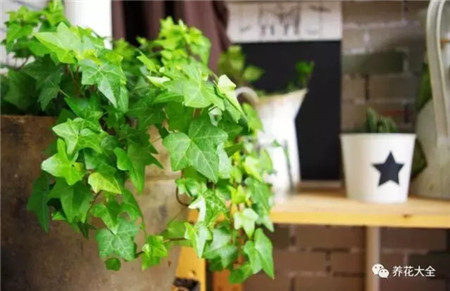 吸收二手烟的植物排名