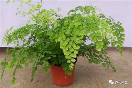 吸收二手烟的植物排名