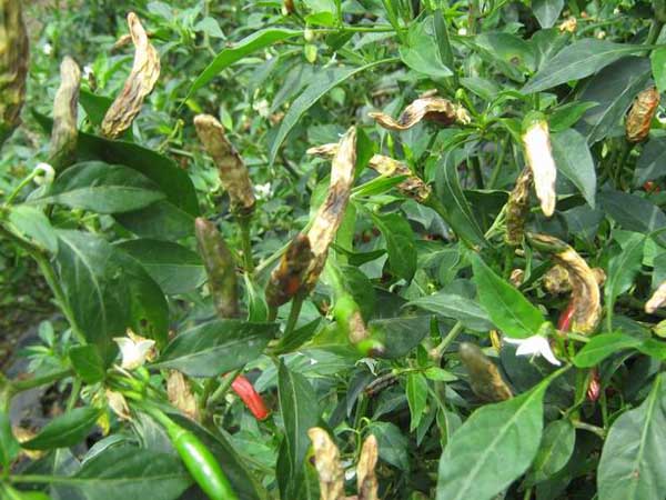 蔬菜有白粉病还能吃吗