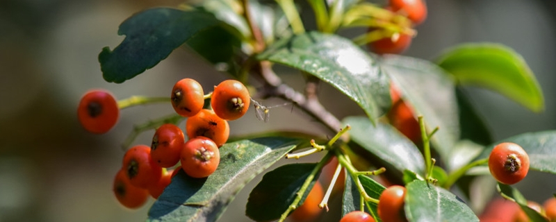 阳台如何养石楠需要注意什么(阳台石斛的种植方法图片)