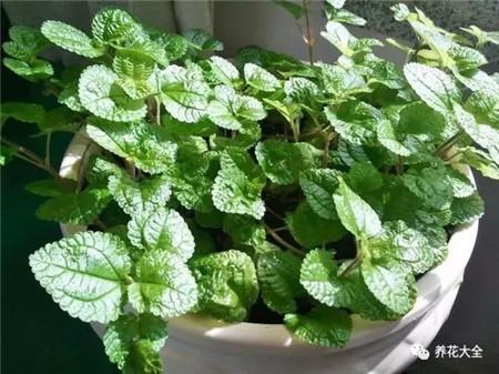 吸收二手烟的植物排名