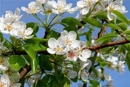 梨树的特点简单介绍