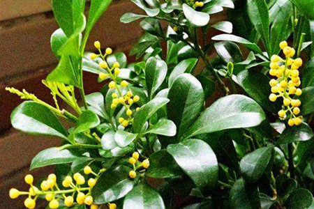 米兰花扦插方法及图解视频