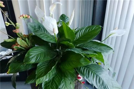 一帆风顺可以用水栽培吗