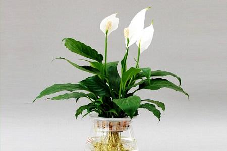 一帆风顺可以用水栽培吗