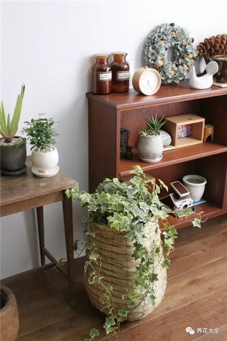 吸收二手烟的植物排名