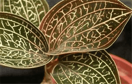 血叶兰怎么装盆视频