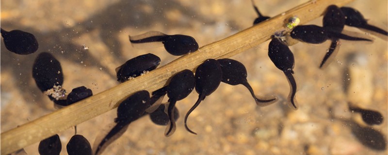 蝌蚪不能变成青蛙的原因是什么怎么让蝌蚪变成青蛙(蝌蚪爱青蛙的全部小说)