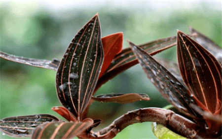 血叶兰怎么装盆视频