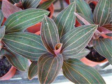 血叶兰怎么装盆视频