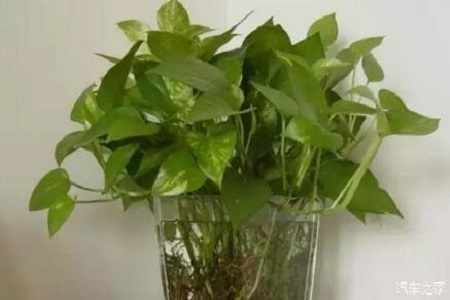 水培绿萝叶黄了怎么办怎么能让它变绿