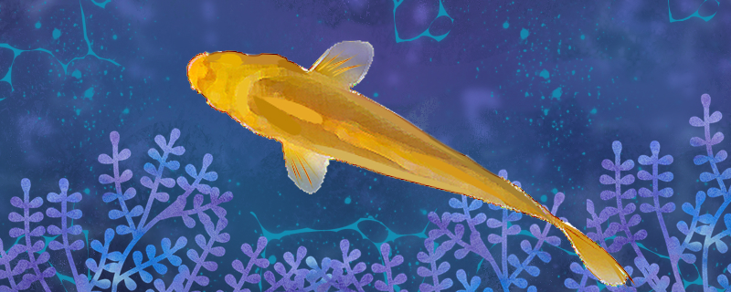 黄金锦鲤好养吗怎么养(黄金锦鲤能活多长时间)