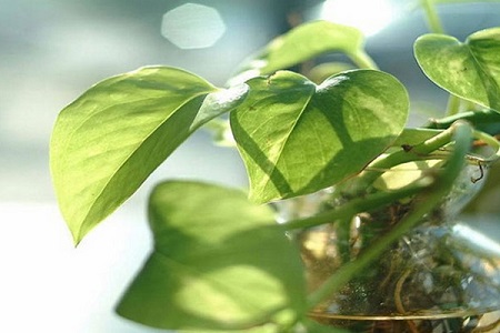 水培绿萝叶黄了怎么办怎么能让它变绿