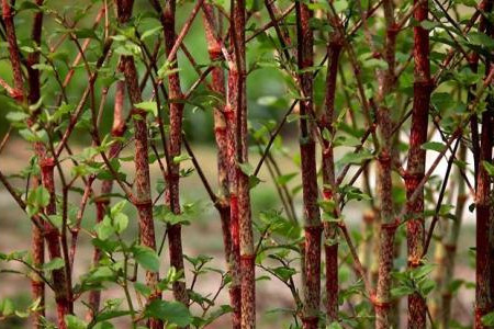 虎杖的功效和作用主治