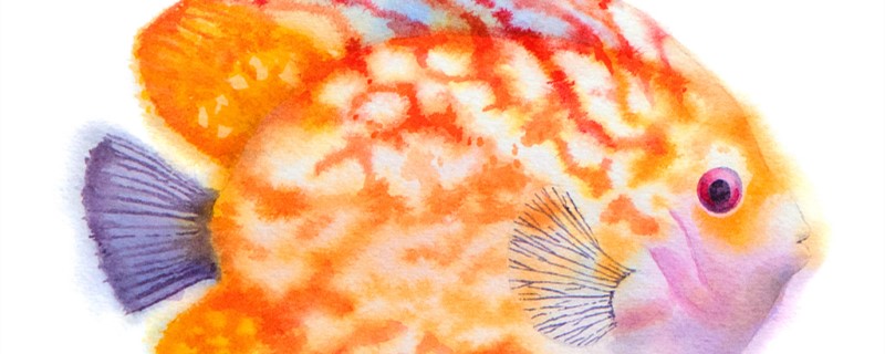 七彩神仙鱼几个月性成熟一年可以繁殖几次(七彩神仙鱼长到多大就可以繁殖了)