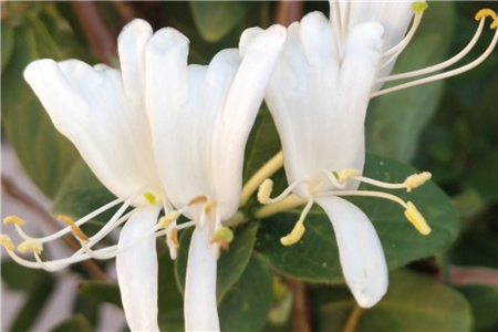室内种植金银花冬季休眠吗?