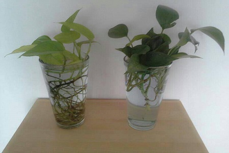 水培绿萝叶黄了怎么办怎么能让它变绿