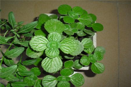 碰碰香的功效与作用(碰碰香的功效与作用 草药)