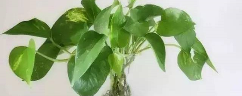 水培绿萝叶片发黄怎么办(水培绿萝叶黄了怎么办怎么能让它变绿)