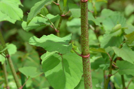 虎杖的功效和作用主治